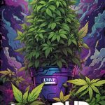 lmvp-big-bud